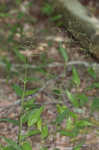 Bosc's panicgrass